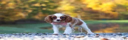 Cavalier King Charles Spaniel dogs for sale: Kylie - Ad 3
