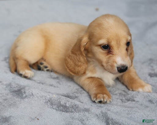 Dachshund dogs Clear Red Longhair Small Standard - Ad 2