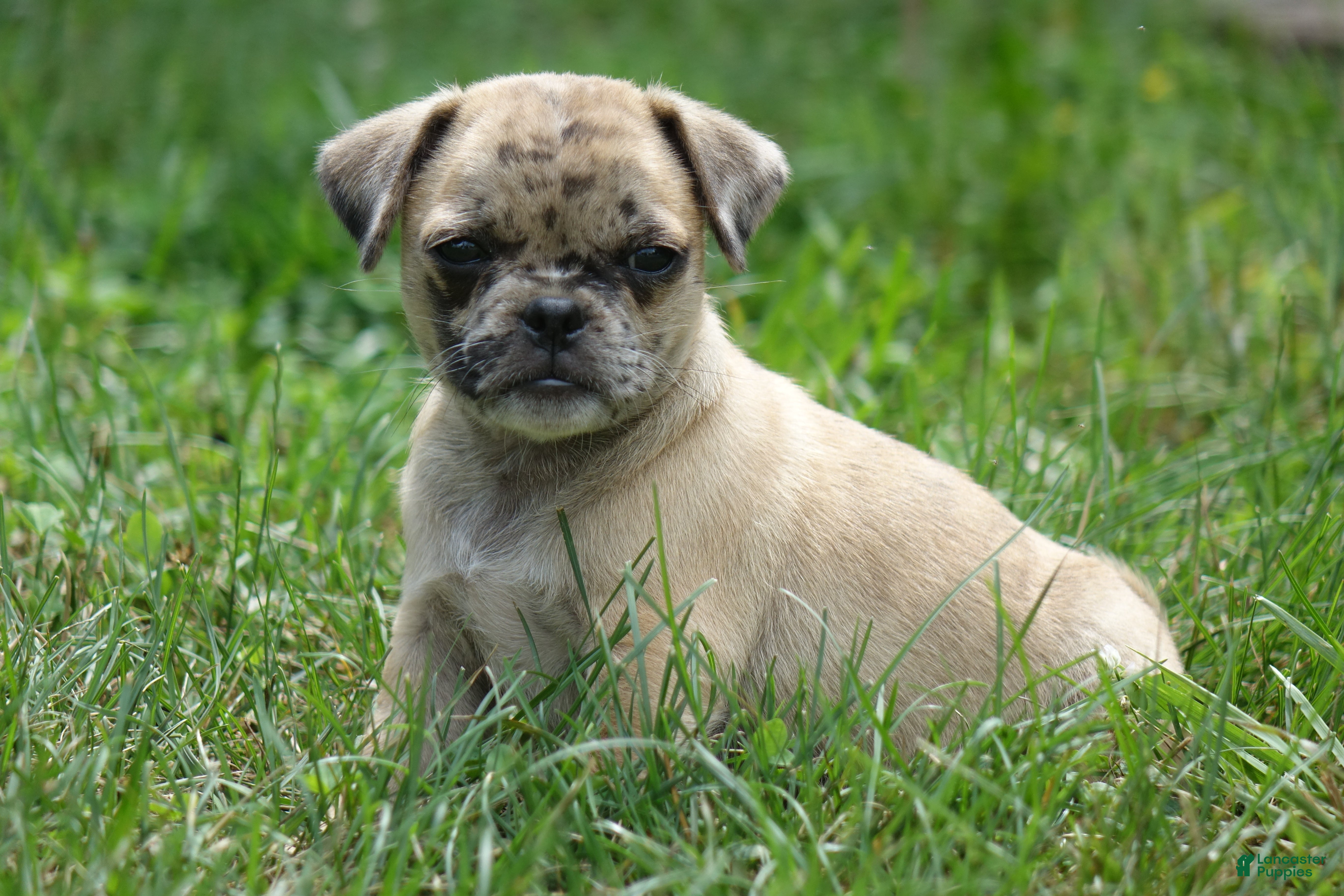 Jug dogs Karsen - Ad 1