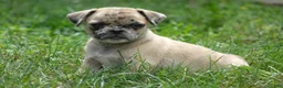 Jug dogs for sale: Karsen - Ad 1