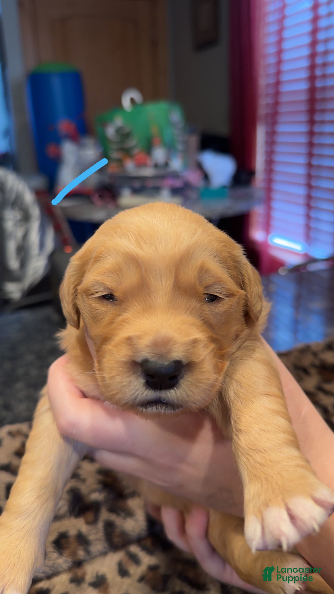 Golden Retriever dogs Light blue  - Ad 5