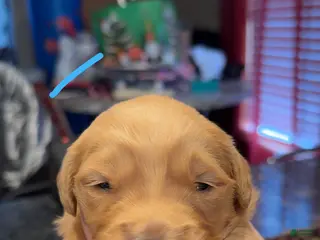 Golden Retriever dogs Light blue - Ad 5