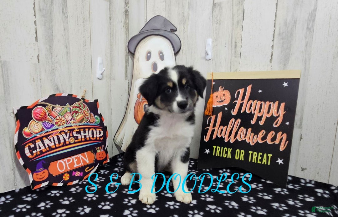 Miniature Australian Shepherd dogs for sale: WonderWoman - Ad 3