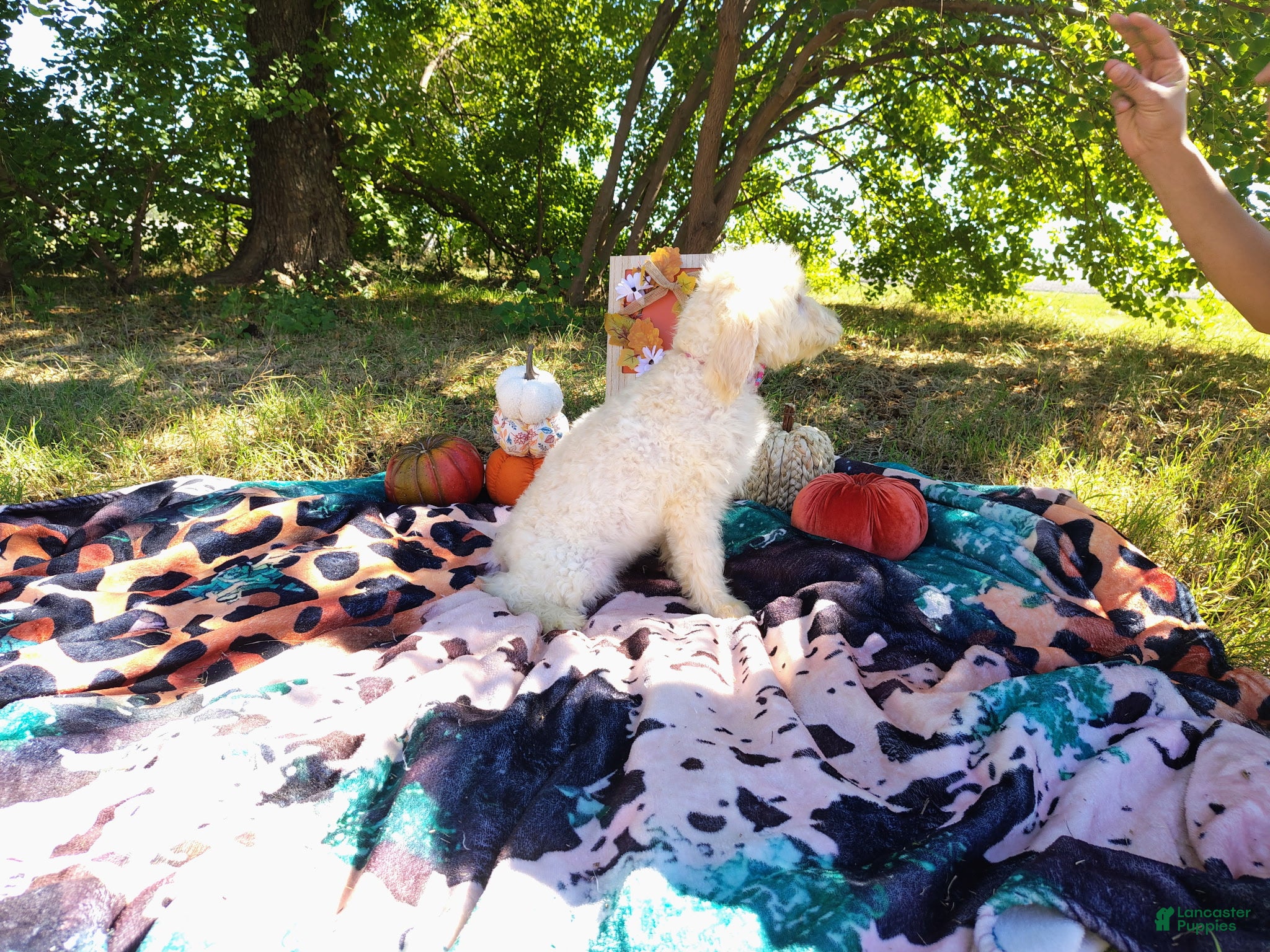 Mini Goldendoodle dogs Mini Goldendoodle 7 - Ad 2