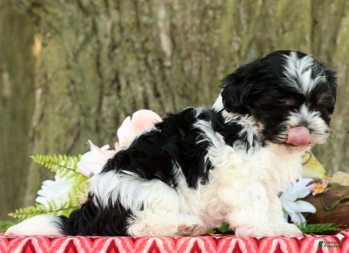 Havanese dogs for sale: Missy - Ad 6