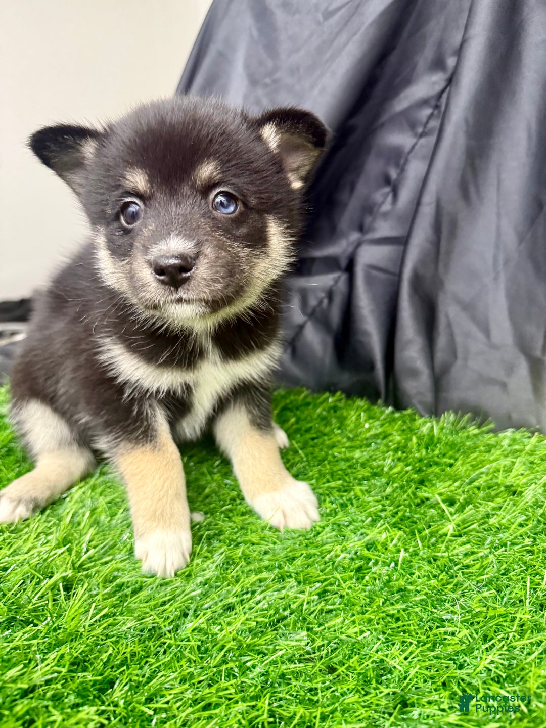 Mixed Breed dogs for sale: Sugar  - Ad 7