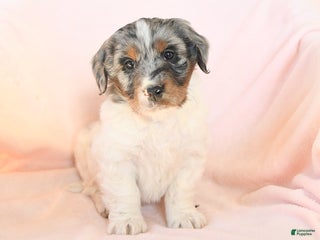 Mini Bernedoodle dogs - Ad 13