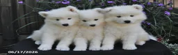 Samoyed dogs for sale: Ryden - Ad 3