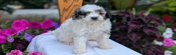 Maltipoo dogs for sale: Kai - Ad 10