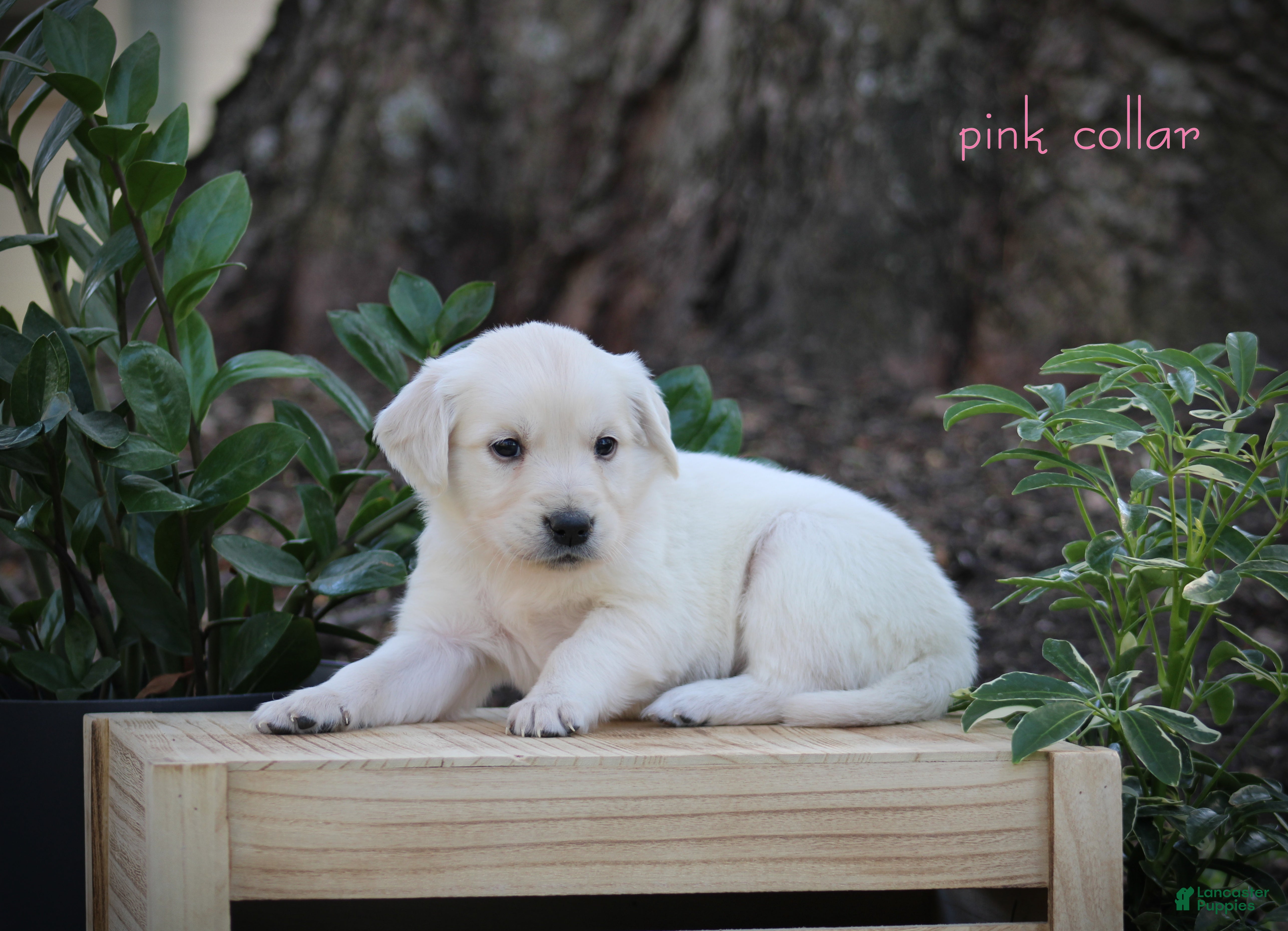 Golden Retriever dogs Golden Retriever Pink Collar - Ad 1