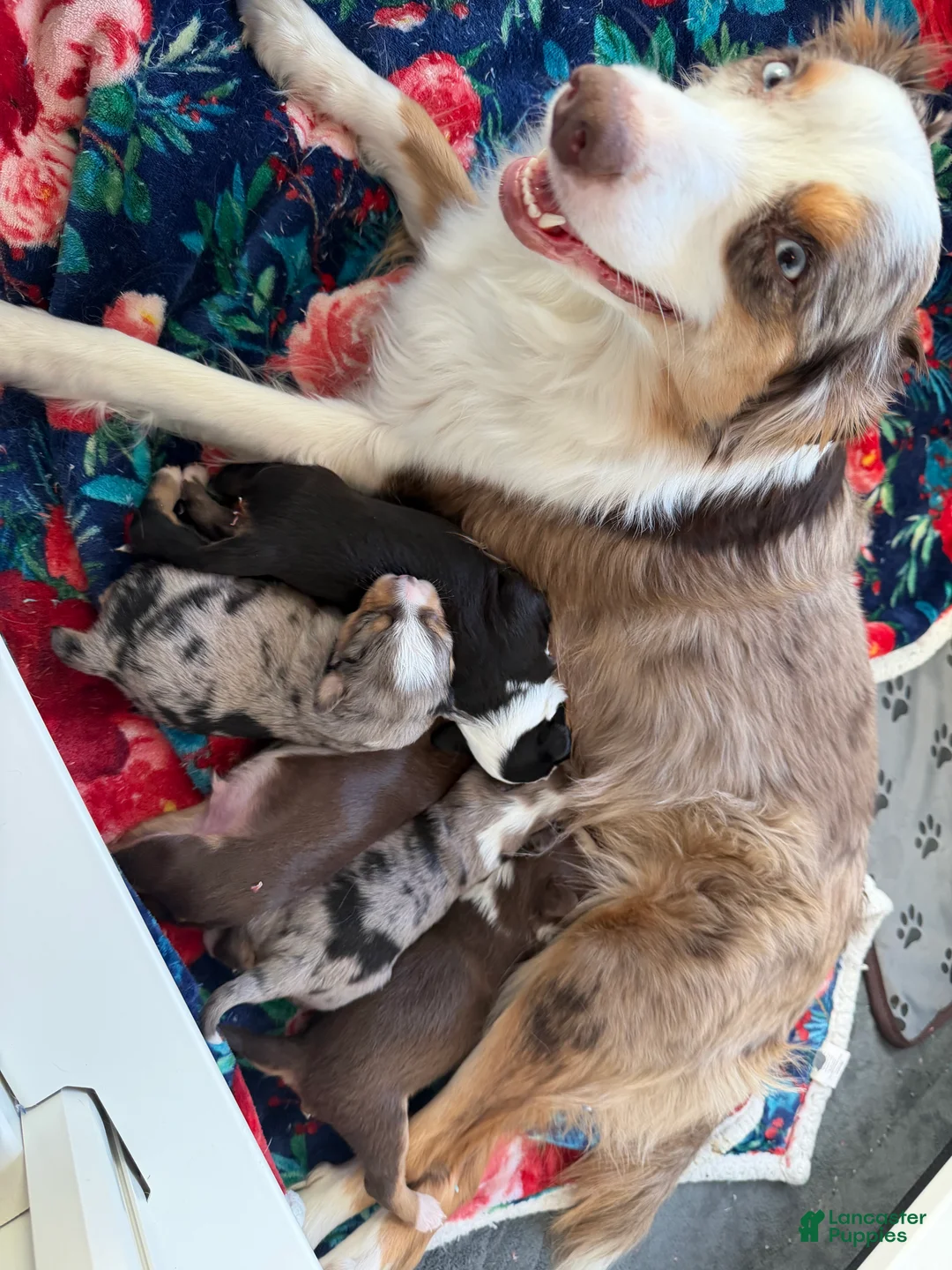 Miniature Australian Shepherd dogs for sale: John - Ad 10
