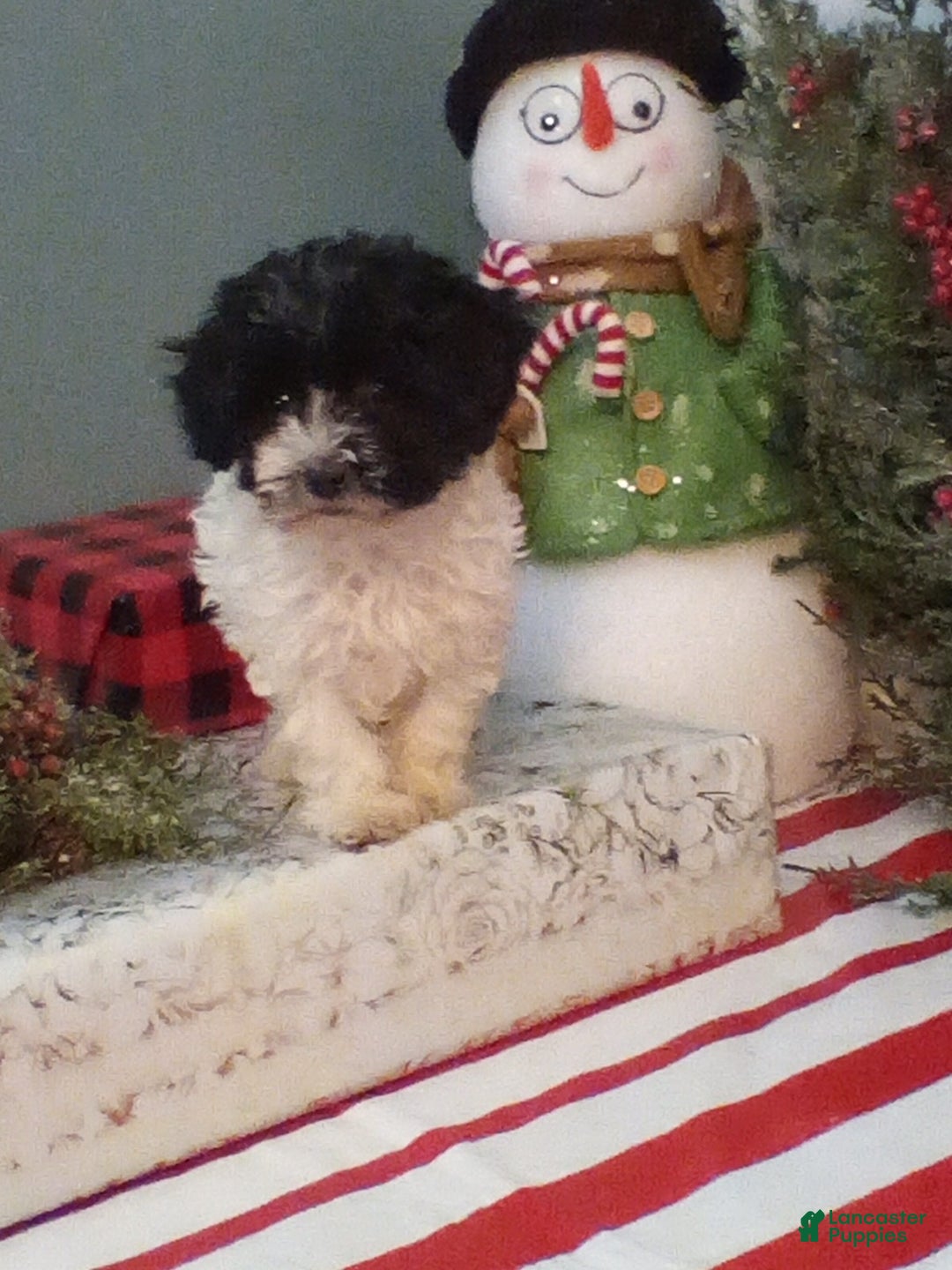 Havapoo dogs for sale: Bella - Ad 3