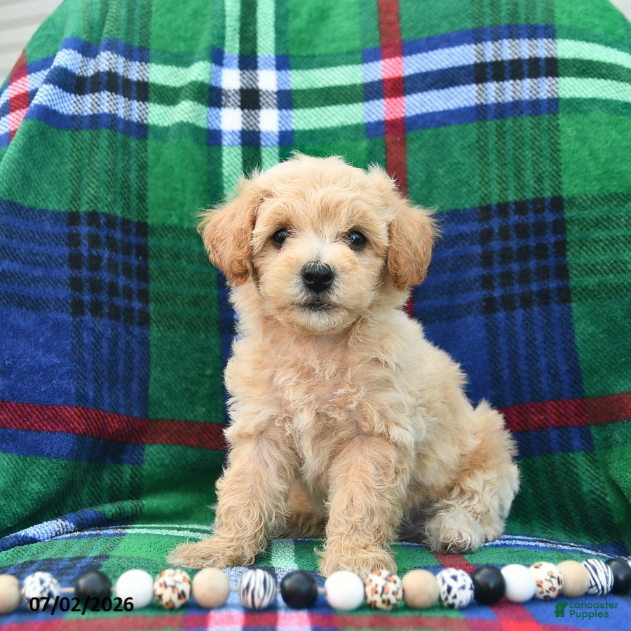 Bichpoo dogs Happy   - Ad 1