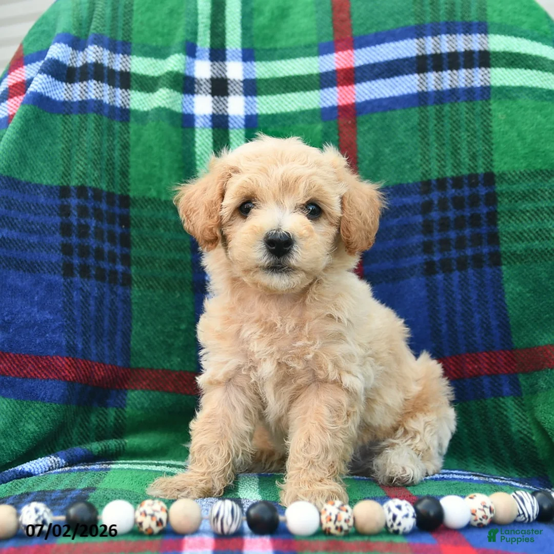 Bichpoo dogs for sale: Happy   - Ad 1