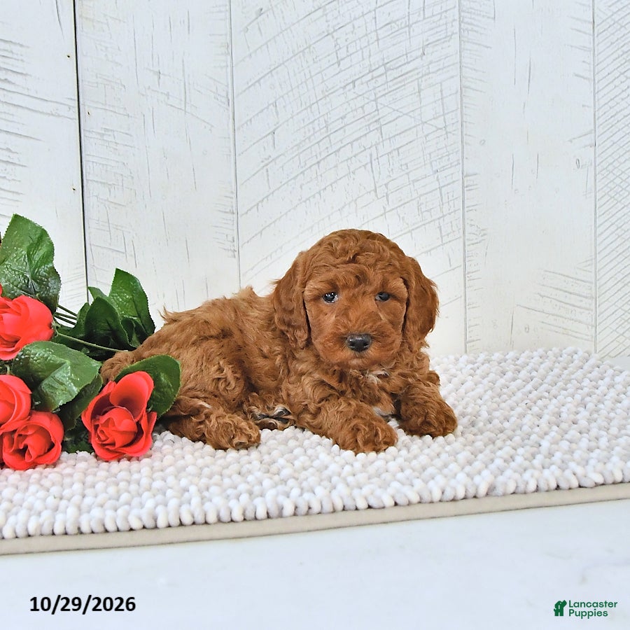Mini Goldendoodle dogs for sale: Autumn - Ad 2