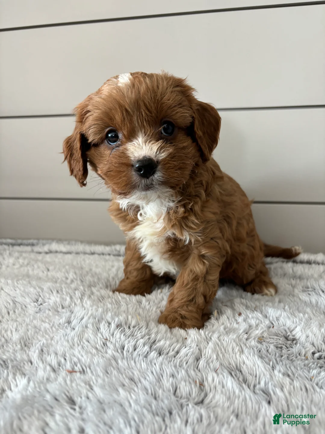 Cavapoo dogs for sale: Cocoa - Ad 3