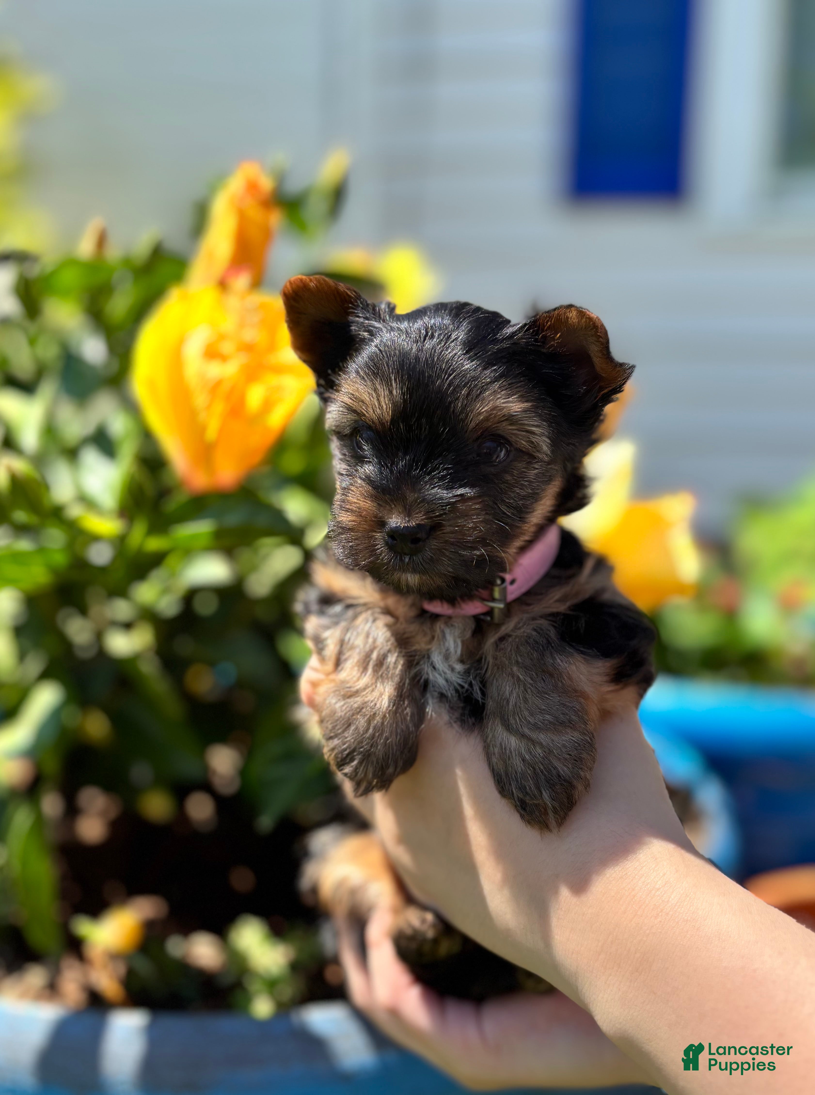 Mixed Breed dogs Mixed Breed Puppy 2 - Ad 1