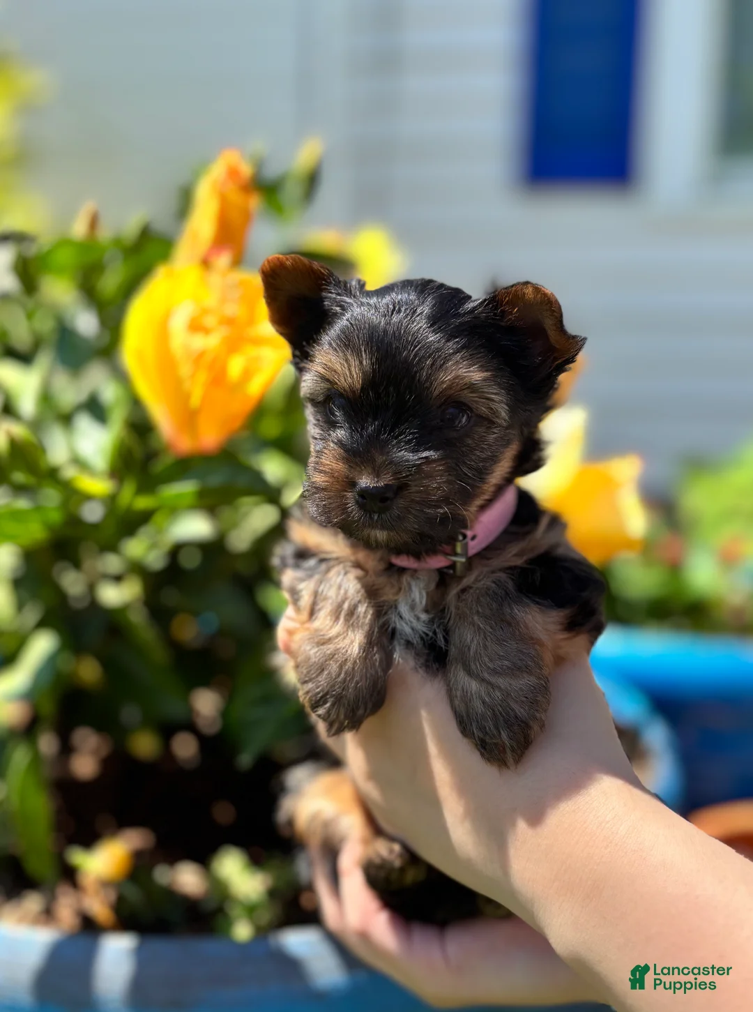 Mixed Breed dogs for sale: Mixed Breed Puppy 2 - Ad 1