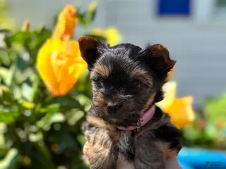 Mixed Breed dogs for sale: Mixed Breed Puppy 2 - Ad 2