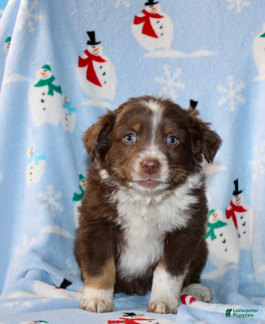 Australian Shepherd dogs for sale: Duke - Ad 2