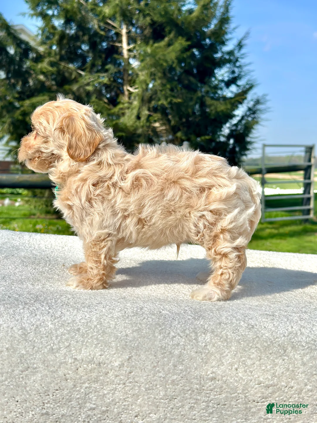 Maltipoo dogs for sale: Boy Maltipoo 2 - Ad 2