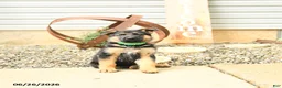 German Shepherd dogs for sale: Lexington - Ad 4