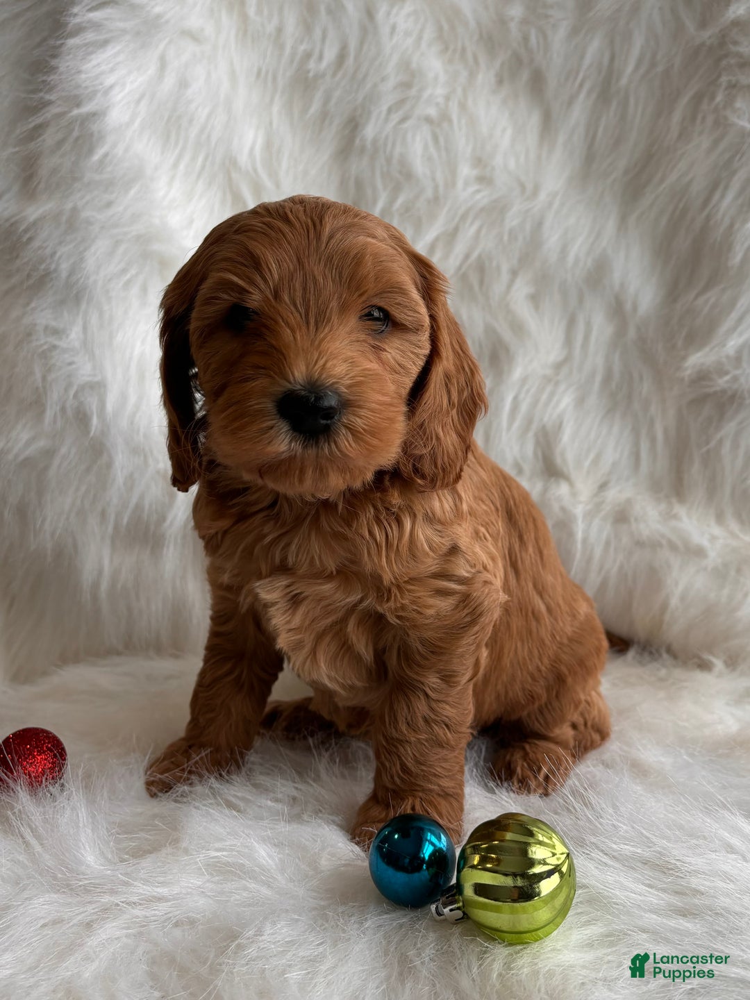 Mixed Breed dogs for sale: Mini Holly  - Ad 4