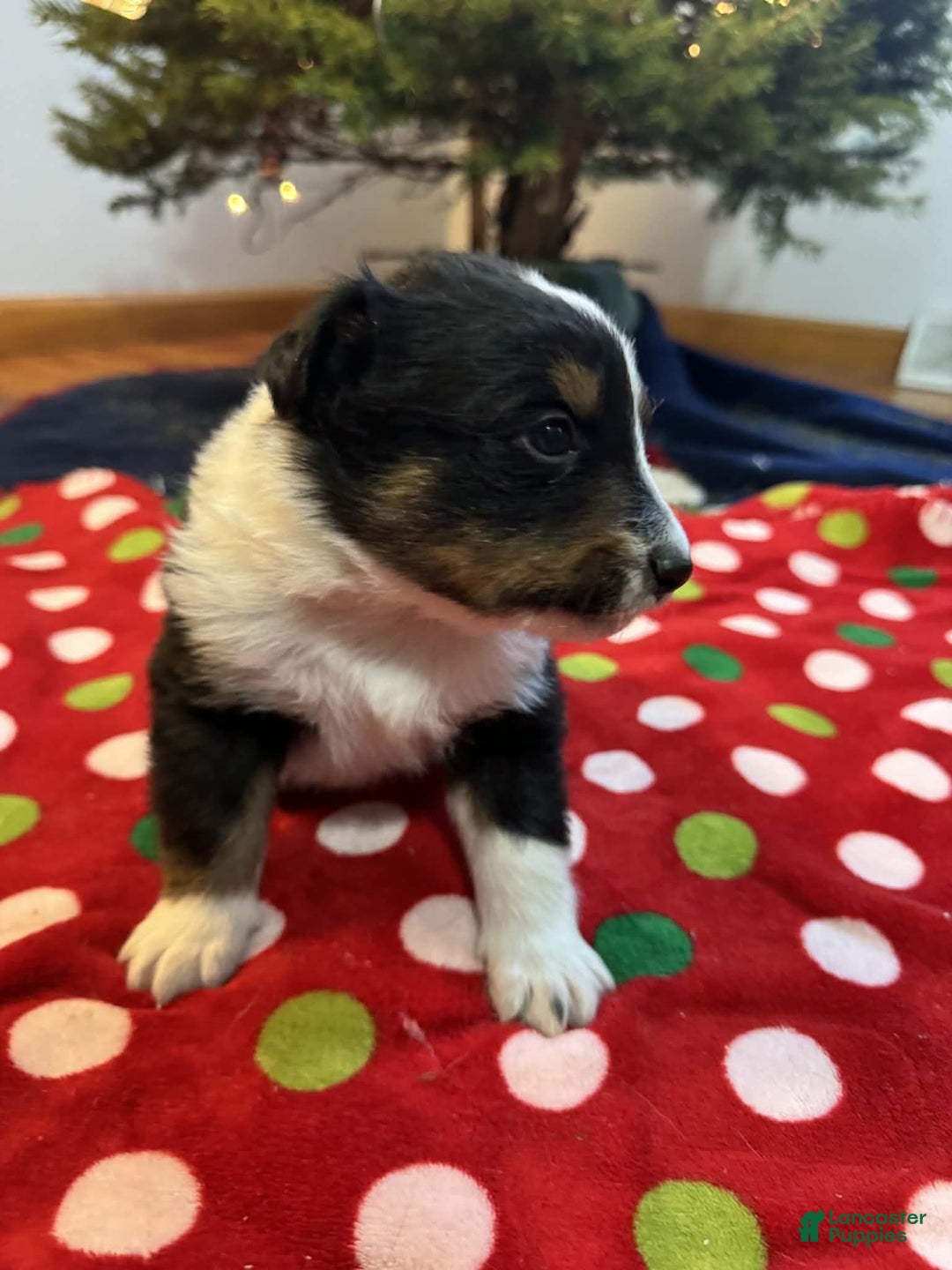 Australian Shepherd dogs for sale: Polar - Ad 2