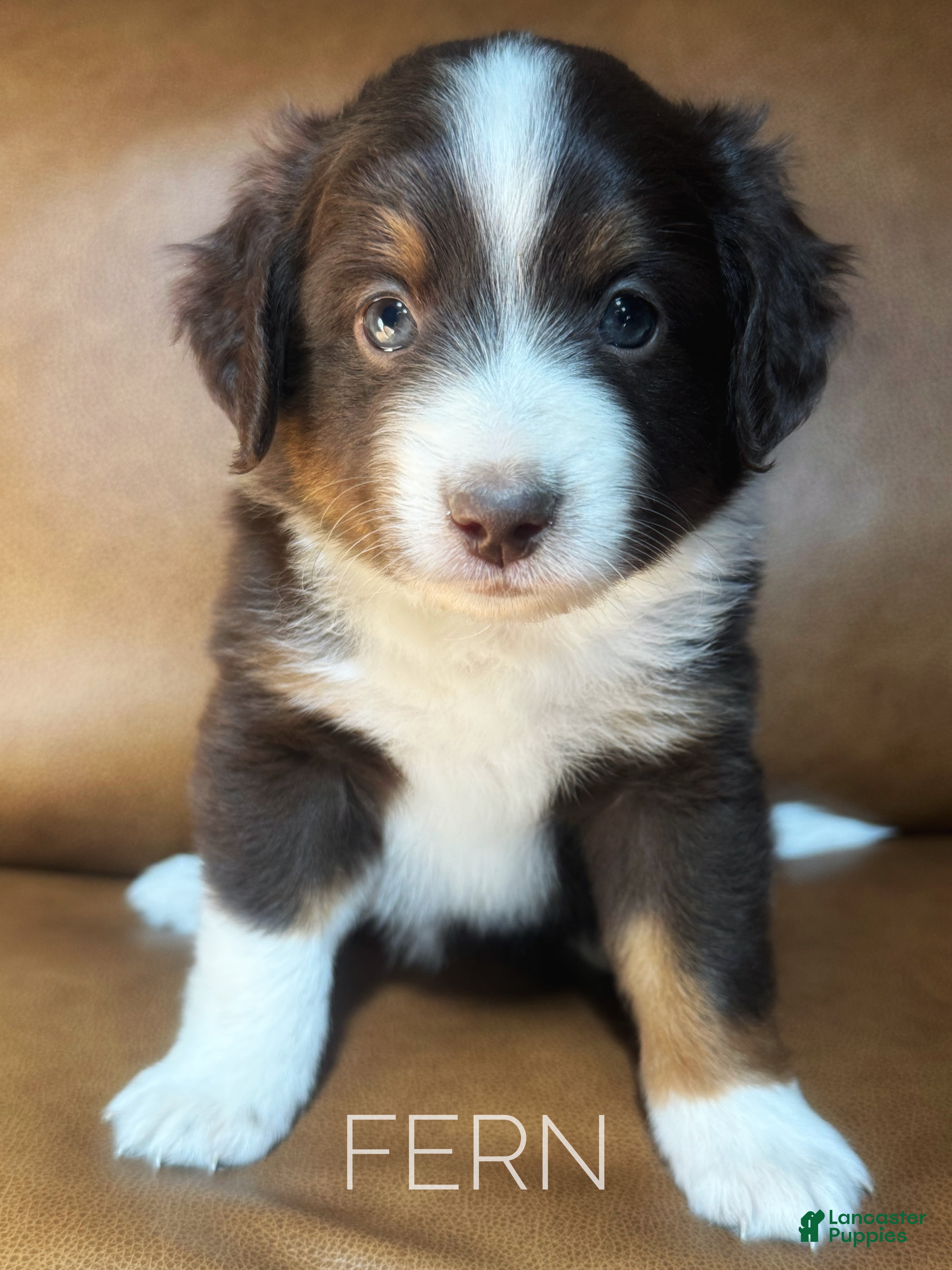 Mixed Breed dogs Australian Mountain Doodle Fern - Ad 2