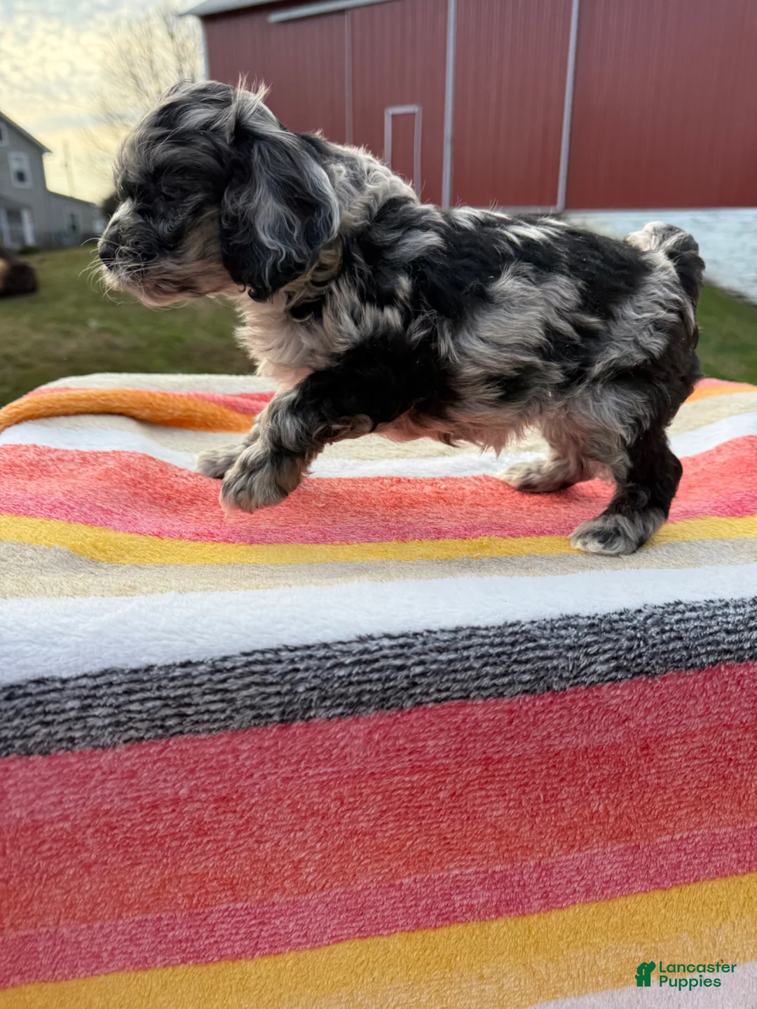 Cockapoo dogs for sale: Cockapoo Puppy 3 - Ad 2