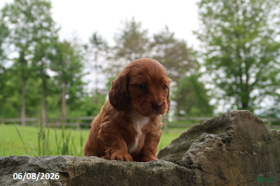 Miniature Dachshund dogs Ashley - Ad 2