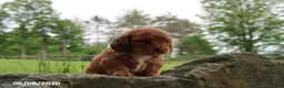 Miniature Dachshund dogs for sale: Ashley - Ad 2