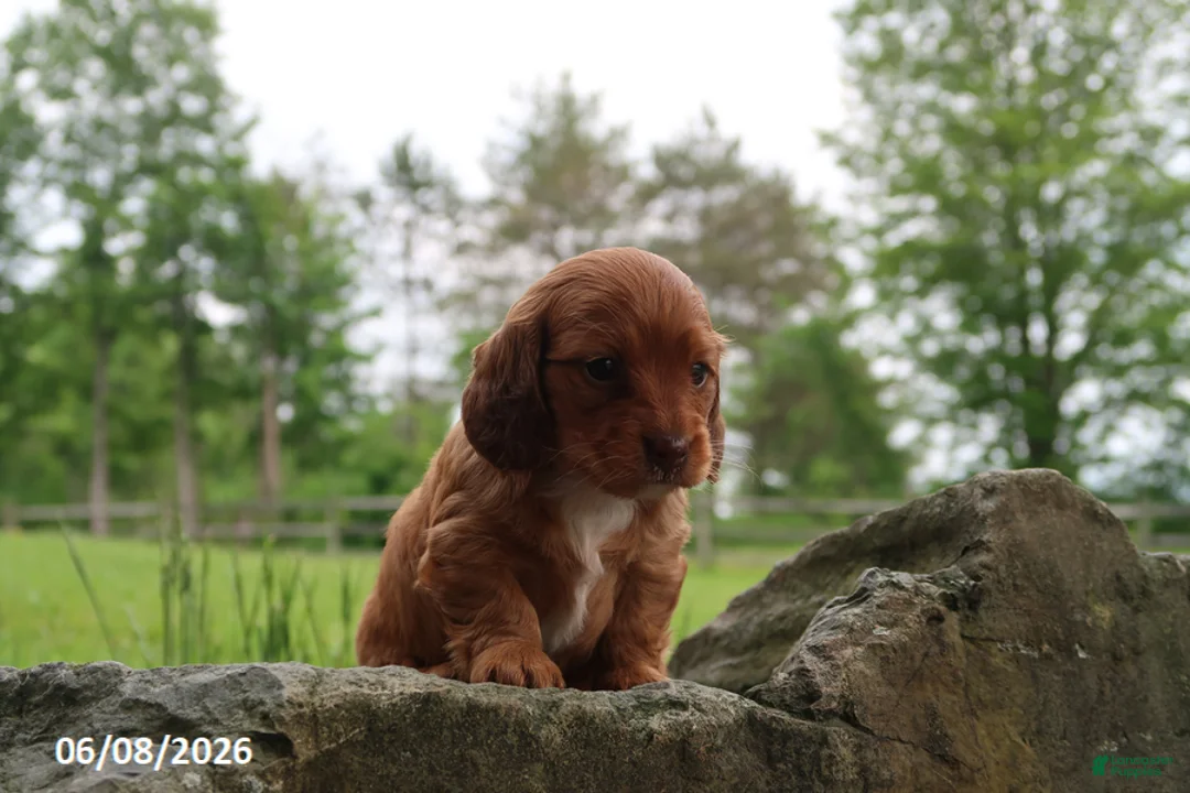 Miniature Dachshund dogs for sale: Ashley - Ad 2