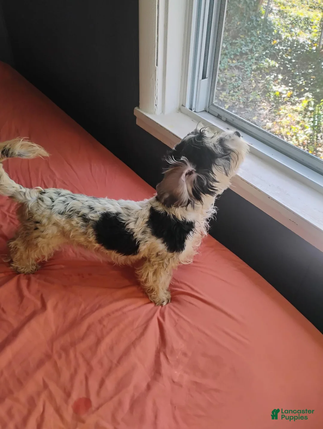 Mixed Breed dogs for sale: Mixed Breed 5 - Ad 1