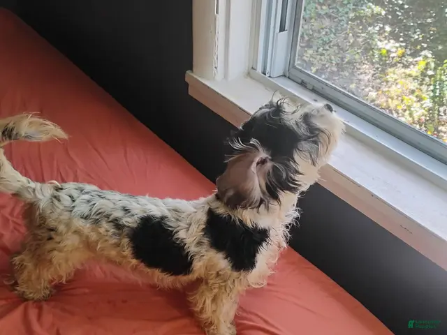 Mixed Breed dogs for sale: Mixed Breed 5 - Ad 1
