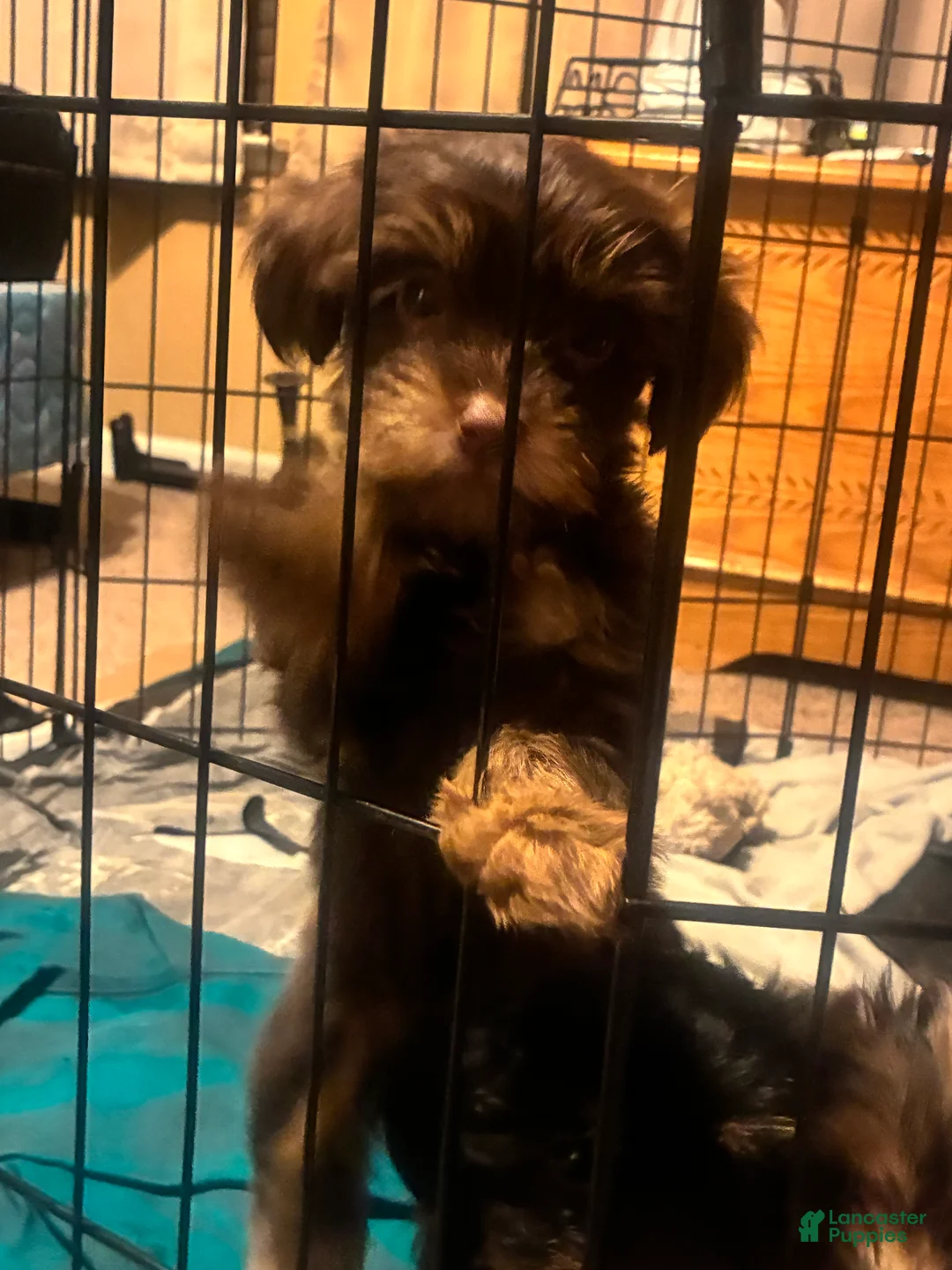 Yorkiepoo dogs for sale: Yorkiepoo Puppy 3 - Ad 3