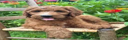 Irish Doodle dogs for sale: Maple - Ad 7