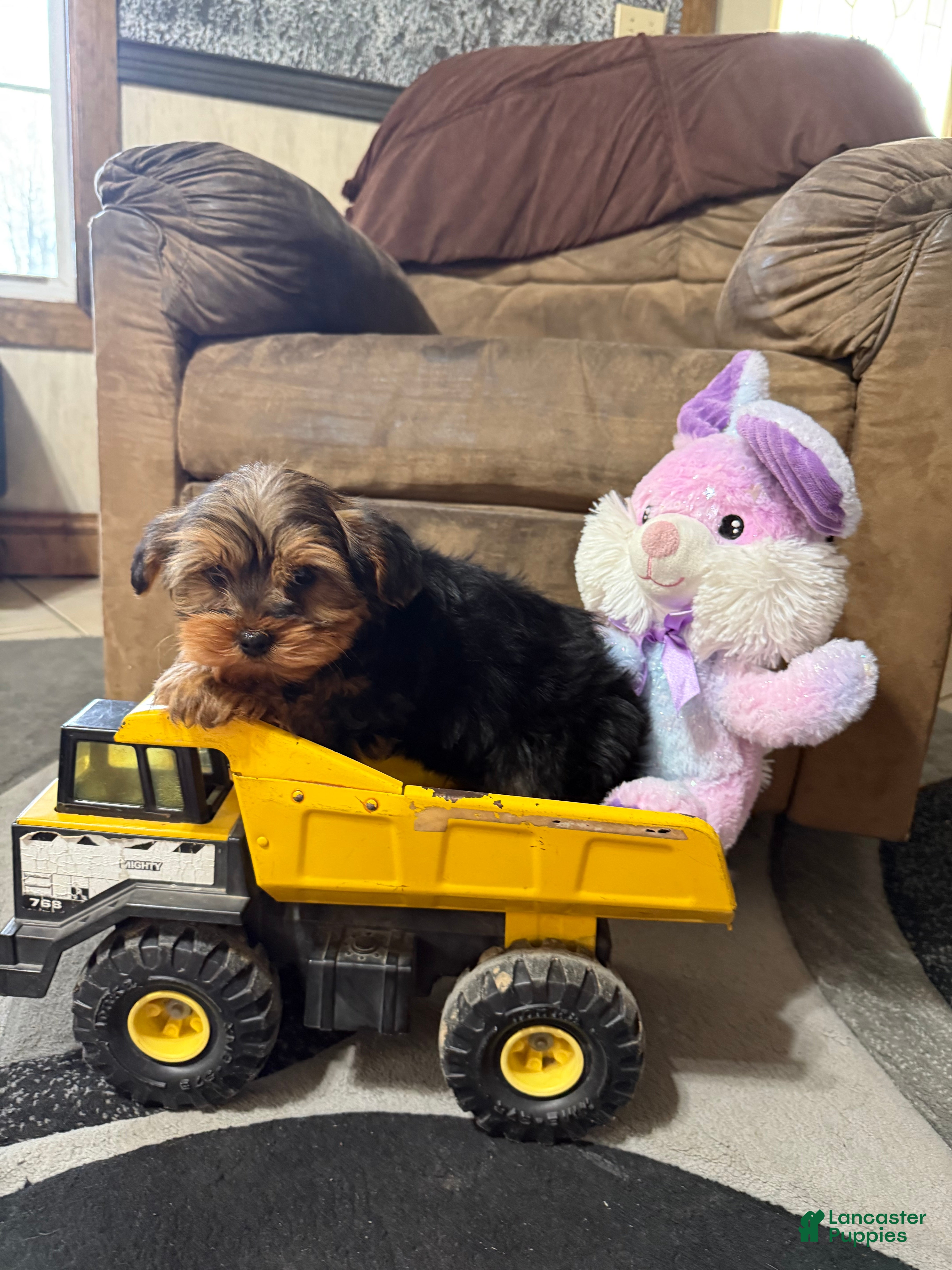 Yorkshire Terrier dogs Buster  - Ad 11