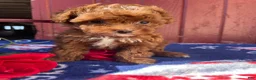 Mini Goldendoodle dogs for sale: Honey - Ad 2