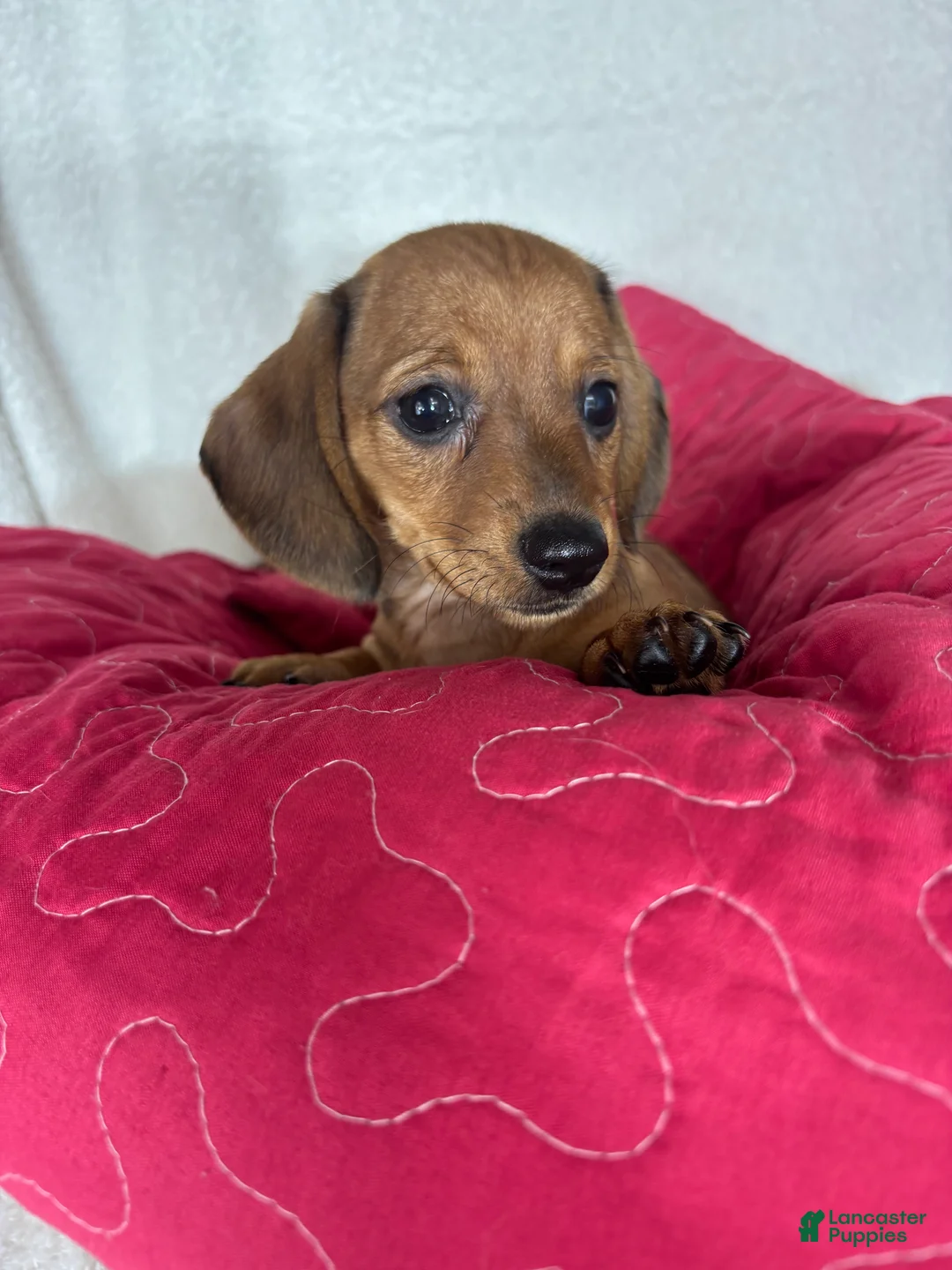 Dachshund dogs for sale: Daisey - Ad 2
