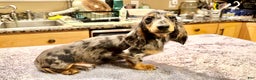 Dachshund dogs for sale: Ch Harriet LH dappleAkc - Ad 3