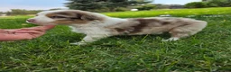 Australian Shepherd dogs for sale: Rango Red Merle - Ad 3