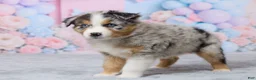 Australian Shepherd dogs for sale: Charlie - Ad 3