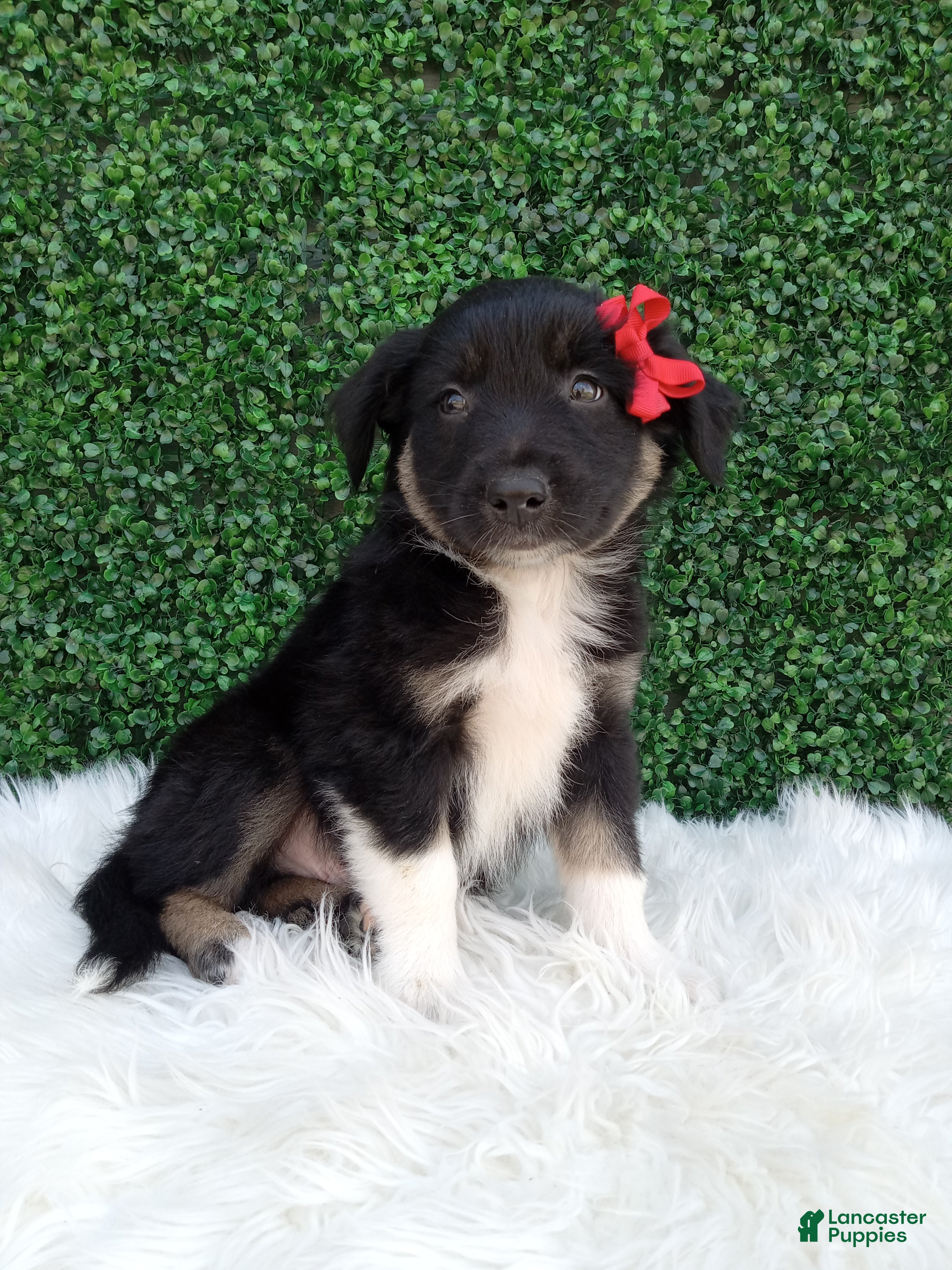 Australian Shepherd dogs Jace - Ad 1