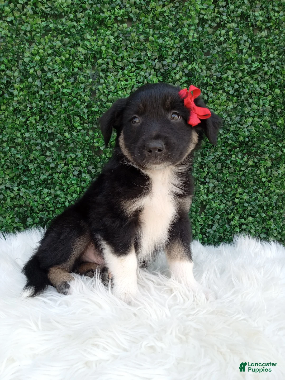 Australian Shepherd dogs for sale: Jace - Ad 1