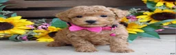 Mixed Breed dogs for sale: Patty - Ad 8
