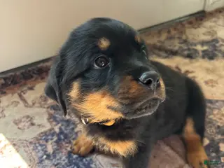 Rottweiler dogs Brown - Ad 4