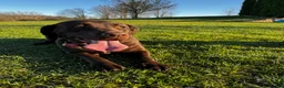 Labrador Retriever dogs for sale: Labrador Retriever 2 - Ad 4