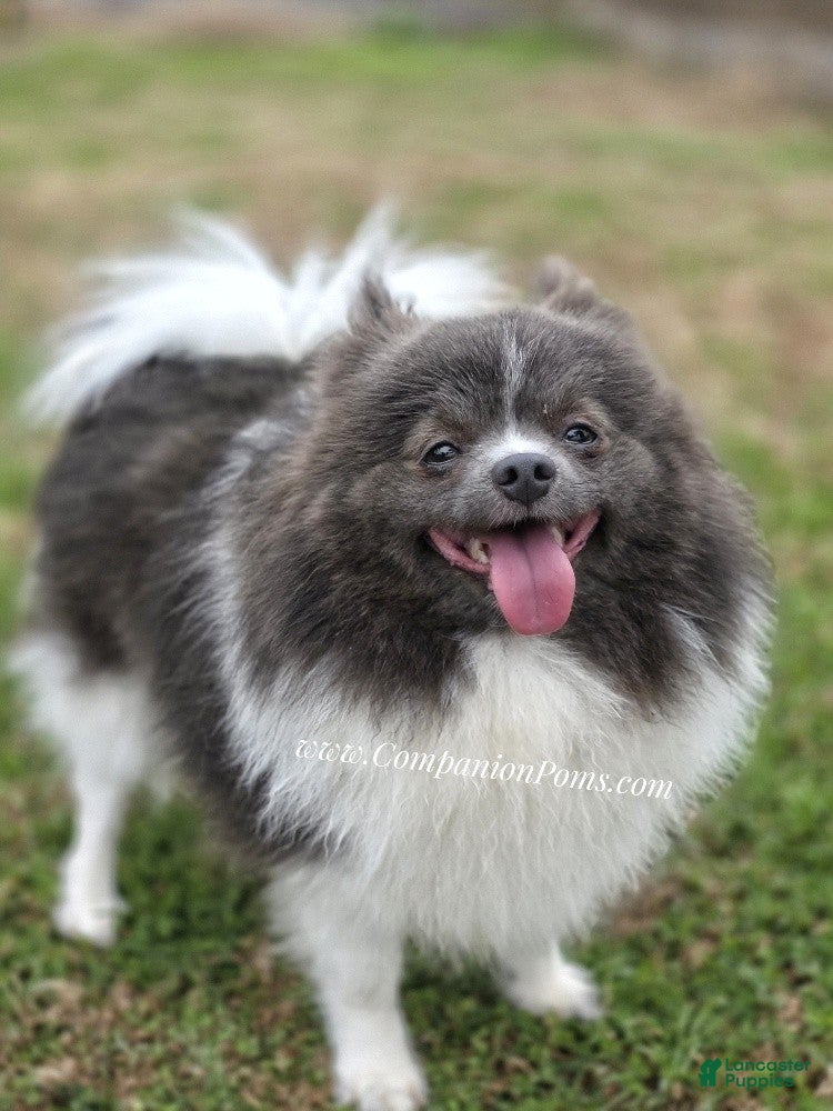 Pomeranian dogs Paris - Blue and White (parti) -Young Adult AKC full no reg option - Ad 9