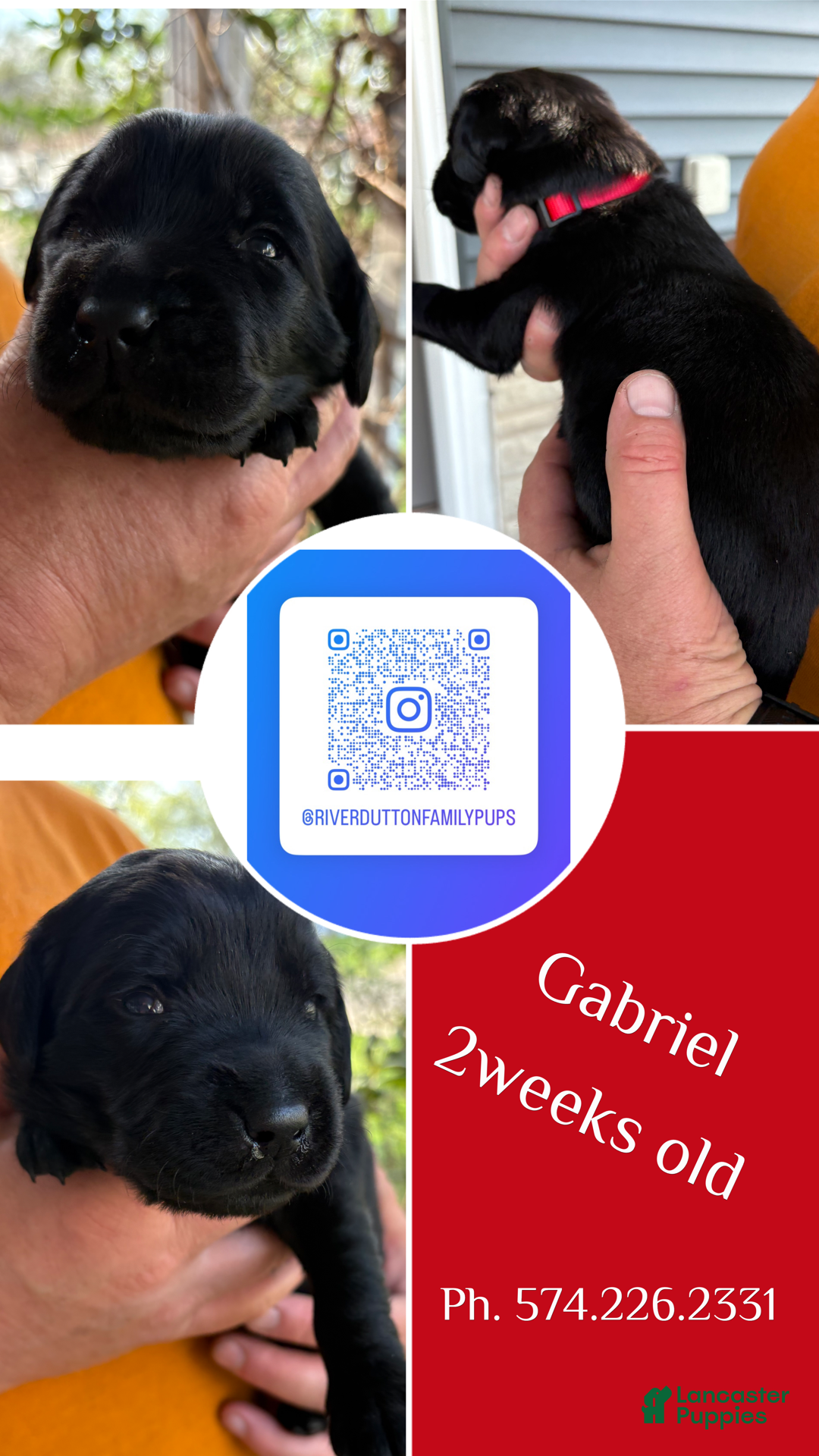 Mixed Breed dogs Golden Labradoodle Puppy 2 - Ad 11